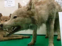 Loup de Hokkaido
